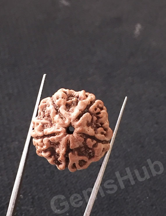 5 Mukhi Natural Certified Rudraksha Size- 20.1 mm Premium Quality